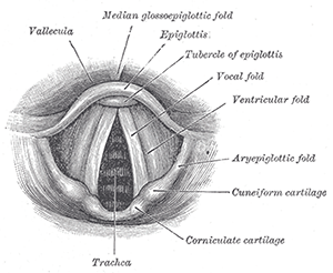 © Bartleby.com: Gray’s Anatomy, Plate 1204