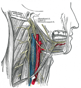 © Gray’s Anatomy (1918)