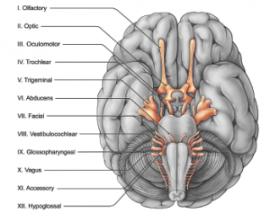 Figure 1. Proximity of the cranial nerve nuclei that may account for cross stimulation.