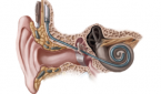 Intracochlear Fibrosis Following CI Significantly Limits Cochlear Implant Success