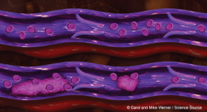 © Carol and Mike Werner / Science Source