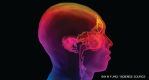 © K H FUNG / Science Source