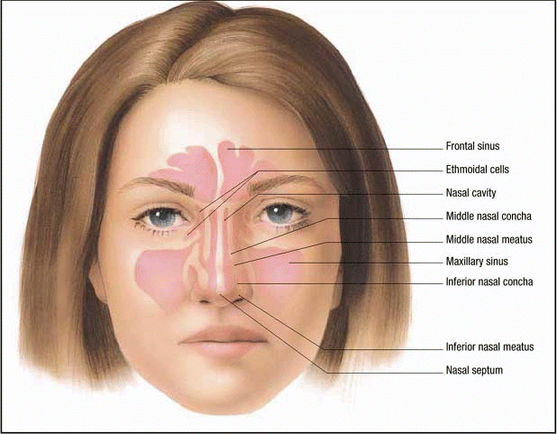 Clinical Practice Guideline Adult Sinusitis American Academy Of Clinical Practice Guideline Adult Sinusitis American Academy Of