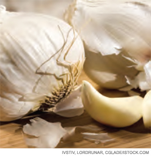 Garlic