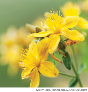 St. John's wort